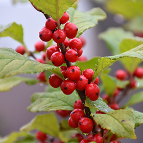 Plant Photo 3
