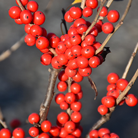 Plant Photo 4
