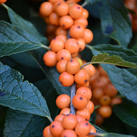 Plant Photo 9