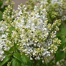 Plant Photo 2