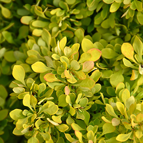 Plant Photo 7