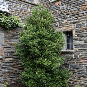 Plant Photo 9