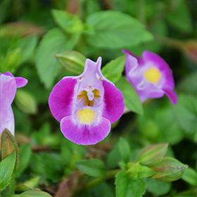 Plant Photo 3