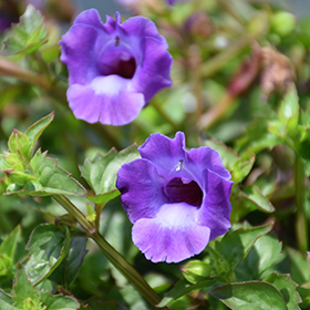 Plant Photo 8