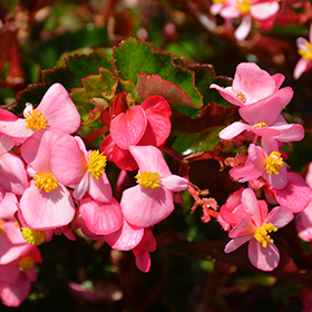 Plant Photo 2