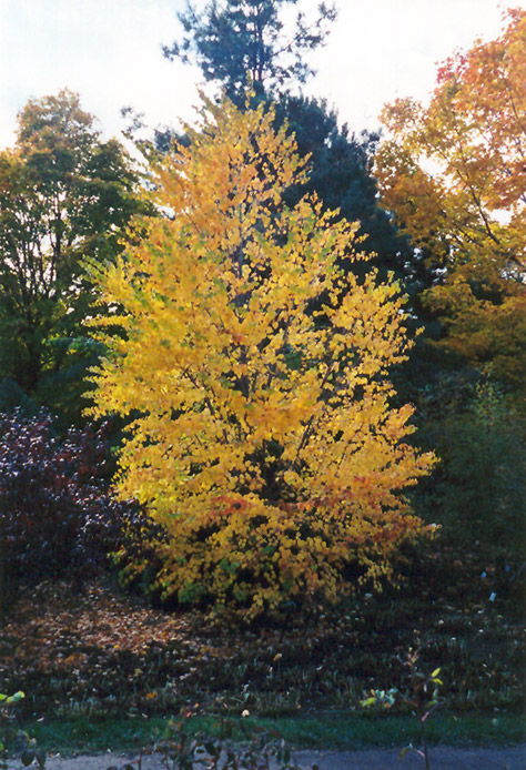 Katsura Tree (Cercidiphyllum japonicum) at Stauffers Of Kissel Hill