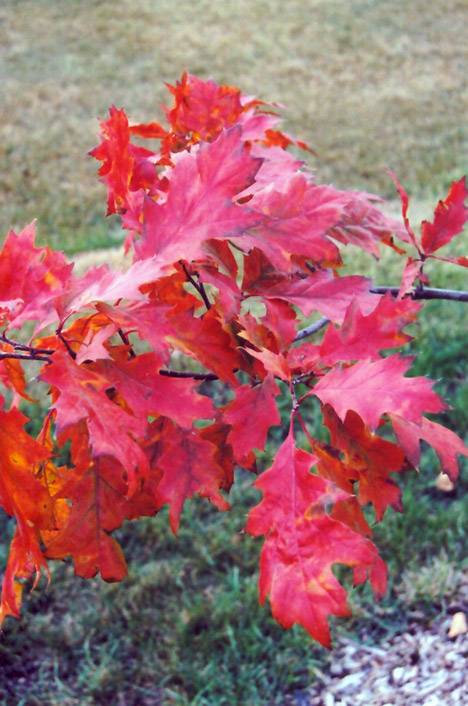 Red Oak (Quercus rubra) at Stauffers Of Kissel Hill