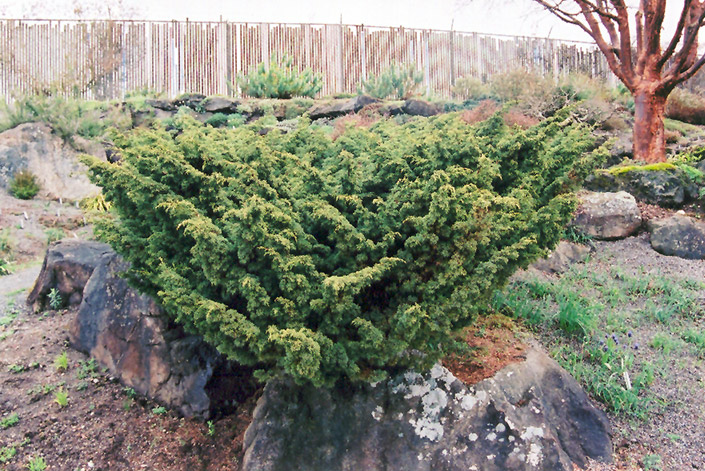 Shimpaku Juniper (Juniperus chinensis 'Shimpaku') at Stauffers Of Kissel Hill