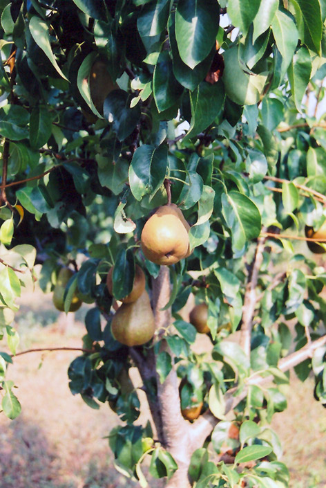 Bosc Pear (Pyrus communis 'Beurre Bosc') at Stauffers Of Kissel Hill