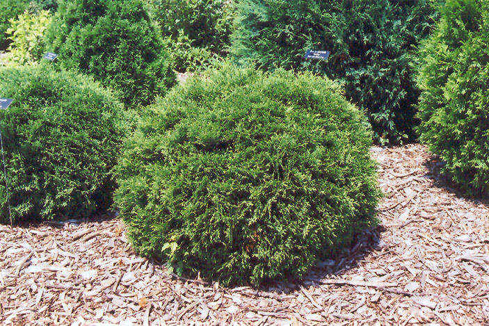 Hetz Midget Arborvitae (Thuja occidentalis 'Hetz Midget') at Stauffers Of Kissel Hill