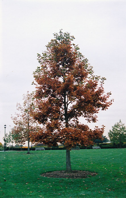 Swamp White Oak (Quercus bicolor) at Stauffers Of Kissel Hill