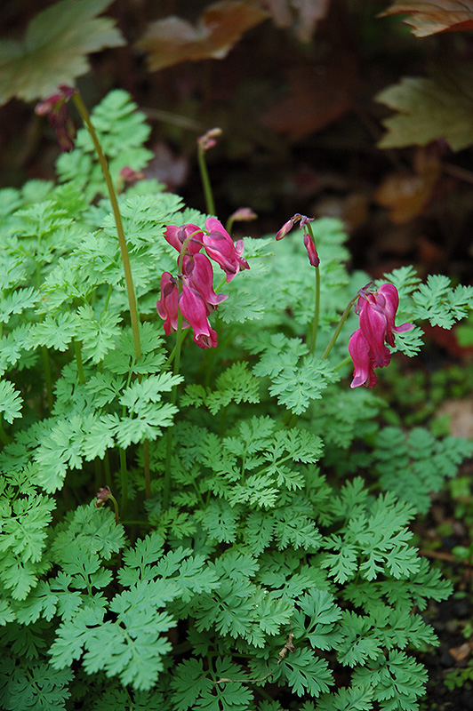 King of Hearts Bleeding Heart (Dicentra 'King of Hearts') at Stauffers Of Kissel Hill