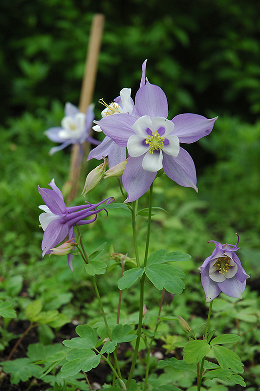 Swan Blue and White Columbine (Aquilegia 'Swan Blue and White') at Stauffers Of Kissel Hill