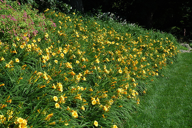 Happy Ever Appster Happy Returns Daylily (Hemerocallis 'Happy Returns') at Stauffers Of Kissel Hill