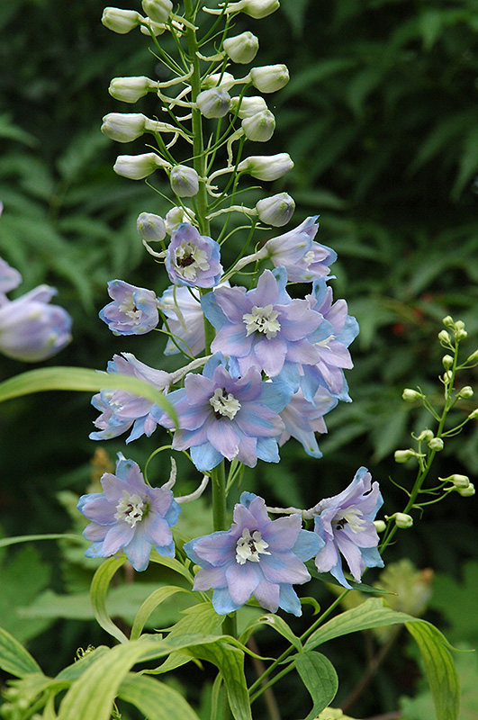 Pacific Giant Guinevere Larkspur (Delphinium 'Guinevere') at Stauffers Of Kissel Hill