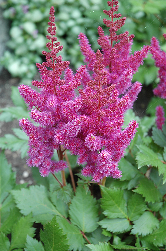 Visions Astilbe (Astilbe chinensis 'Visions') at Stauffers Of Kissel Hill