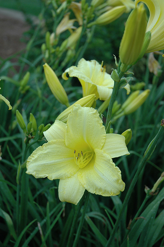 Happy Ever Appster Happy Returns Daylily (Hemerocallis 'Happy Returns') at Stauffers Of Kissel Hill