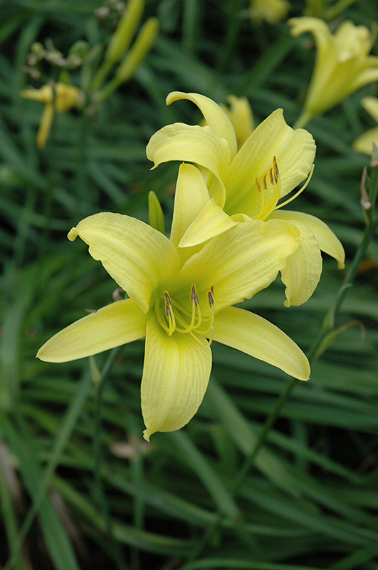 Hyperion Daylily (Hemerocallis 'Hyperion') at Stauffers Of Kissel Hill