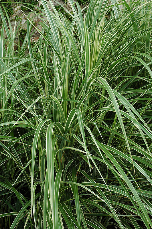Variegated Silver Grass (Miscanthus sinensis 'Variegatus') at Stauffers Of Kissel Hill