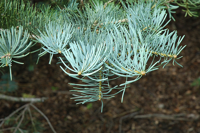 White Fir (Abies concolor) at Stauffers Of Kissel Hill
