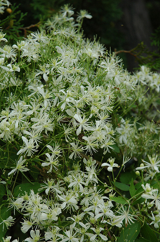Vase Vine Clematis (Clematis paniculata) at Stauffers Of Kissel Hill