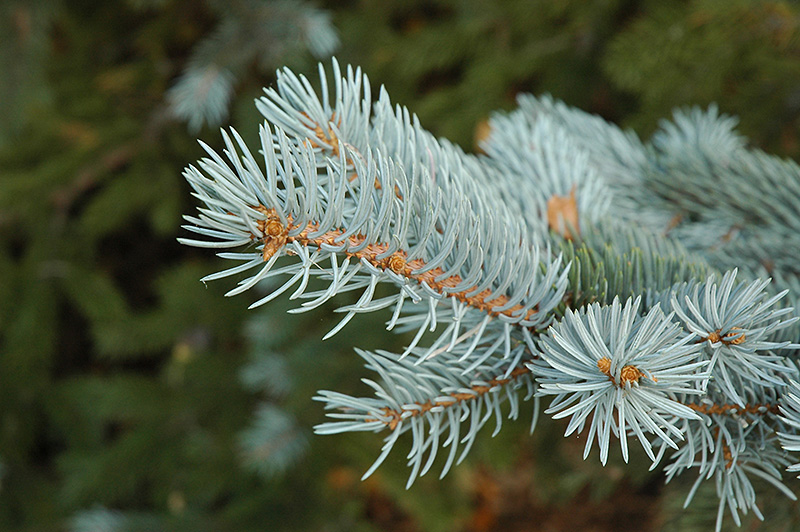 Blue Colorado Spruce (Picea pungens 'var. glauca') at Stauffers Of Kissel Hill