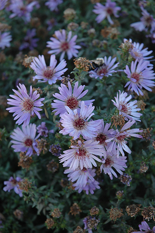 Woods Blue Aster (Aster 'Woods Blue') at Stauffers Of Kissel Hill