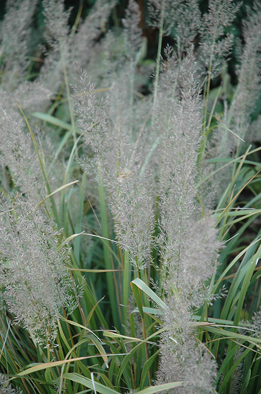 Korean Reed Grass (Calamagrostis brachytricha) at Stauffers Of Kissel Hill