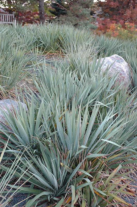 Adam's Needle (Yucca filamentosa) at Stauffers Of Kissel Hill
