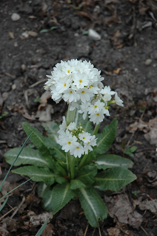 Ronsdorf Mix White Primrose (Primula denticulata 'Ronsdorf Mix White') at Stauffers Of Kissel Hill