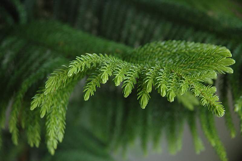 Norfolk Island Pine (Araucaria heterophylla) at Stauffers Of Kissel Hill