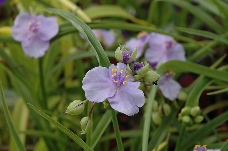 Little Doll Spiderwort (Tradescantia x andersoniana 'Little Doll') at Stauffers Of Kissel Hill