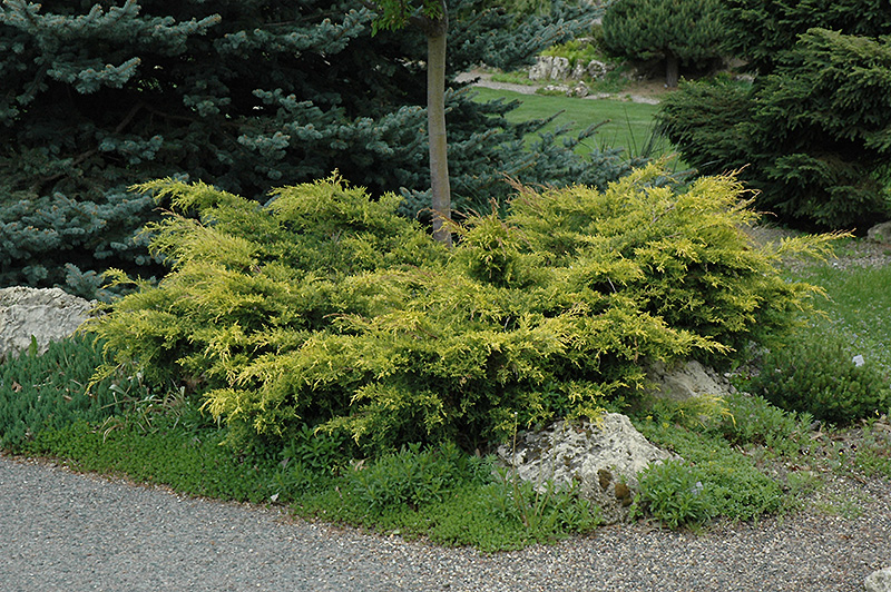Old Gold Juniper (Juniperus x media 'Old Gold') at Stauffers Of Kissel Hill