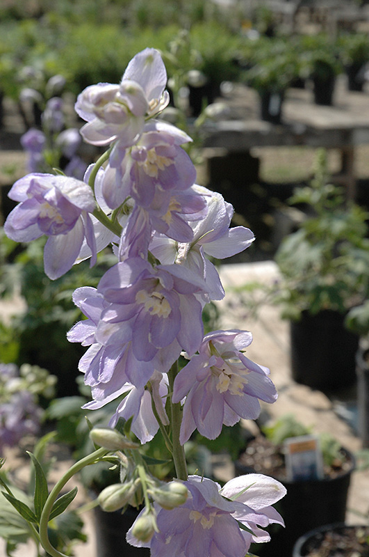 Magic Fountains Lavender White Bee Larkspur (Delphinium 'Magic Fountains Lavender White Bee') at Stauffers Of Kissel Hill