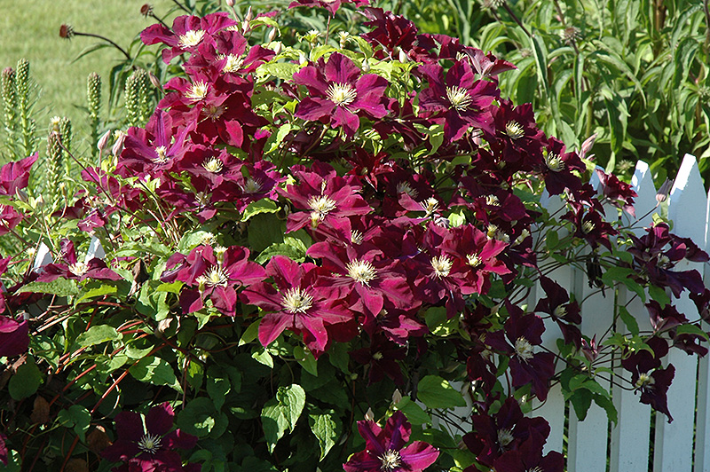 Warsaw Nike Clematis (Clematis 'Warsaw Nike') at Stauffers Of Kissel Hill