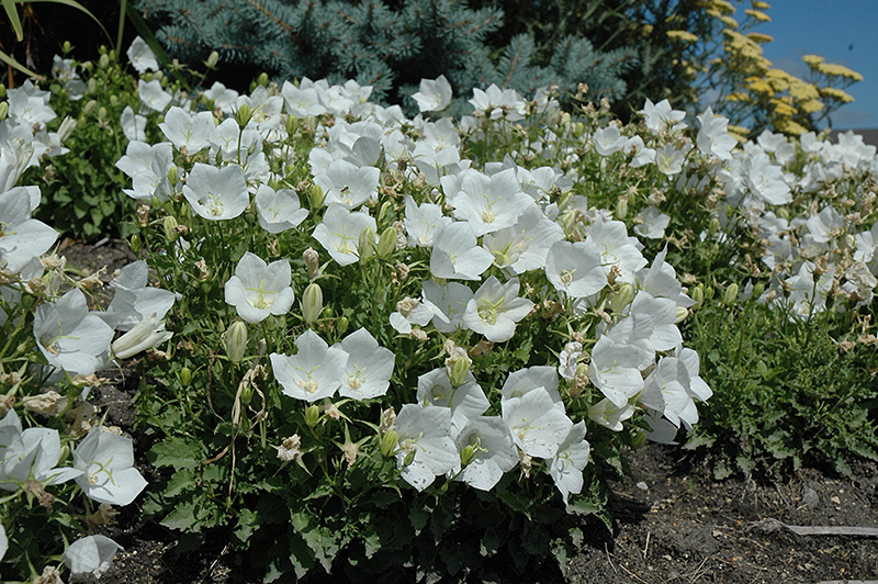 White Clips Bellflower (Campanula carpatica 'White Clips') at Stauffers Of Kissel Hill