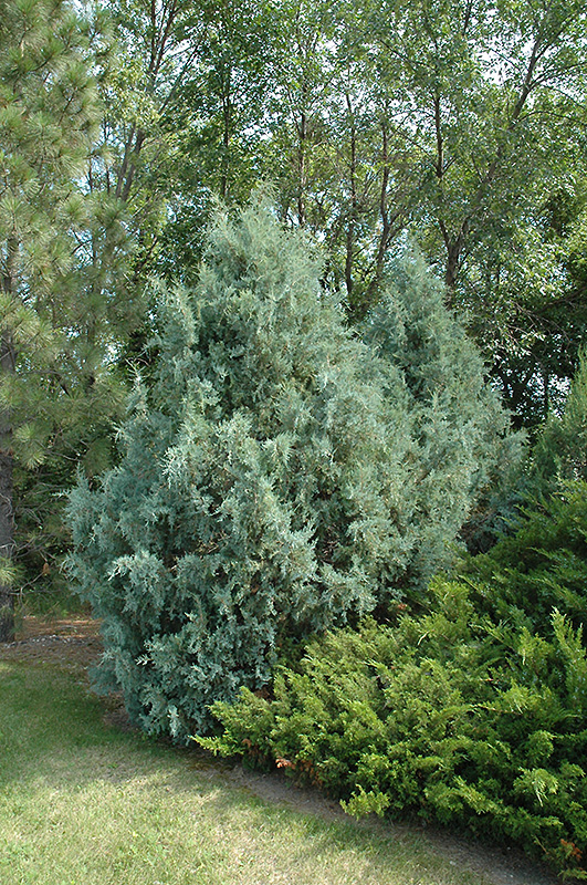 Wichita Blue Juniper (Juniperus scopulorum 'Wichita Blue') at Stauffers Of Kissel Hill