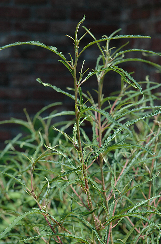 Fine Line Fern Leaf Buckthorn (Rhamnus frangula 'Ron Williams') at Stauffers Of Kissel Hill