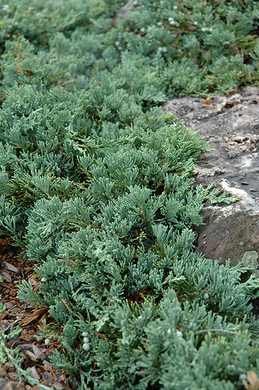 Blue Rug Juniper (Juniperus horizontalis 'Wiltonii') at Stauffers Of Kissel Hill