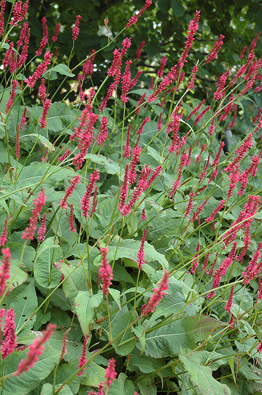 Fire Tail Fleeceflower (Persicaria amplexicaulis 'Fire Tail') at Stauffers Of Kissel Hill