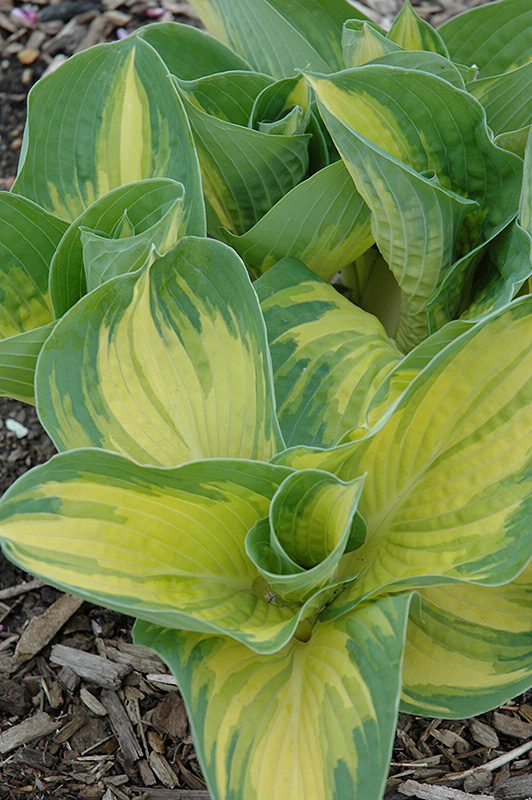 Great Expectations Hosta (Hosta 'Great Expectations') at Stauffers Of Kissel Hill