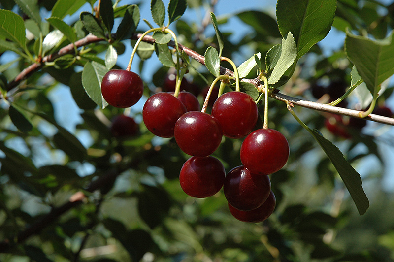 Carmine Jewel Cherry (Prunus 'Carmine Jewel') at Stauffers Of Kissel Hill