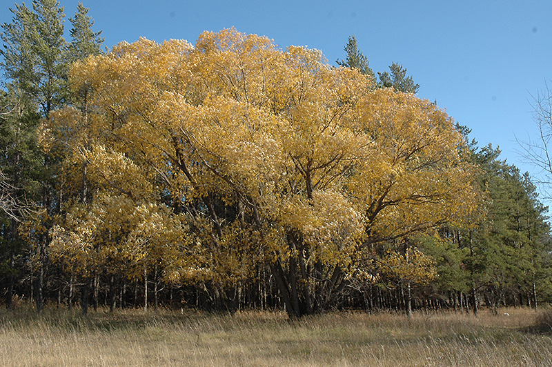 What Is A White Willow Tree - Learn About White Willow Cultivation