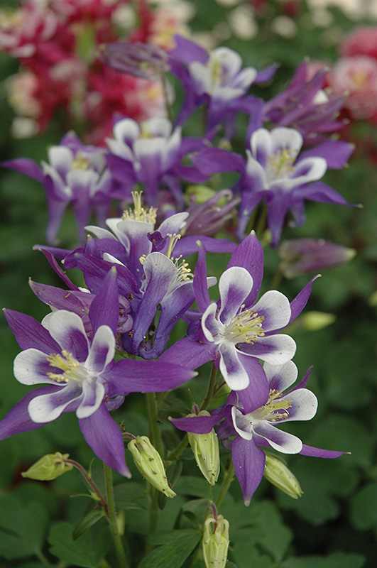 Winky Blue And White Columbine (Aquilegia 'Winky Blue And White') at Stauffers Of Kissel Hill