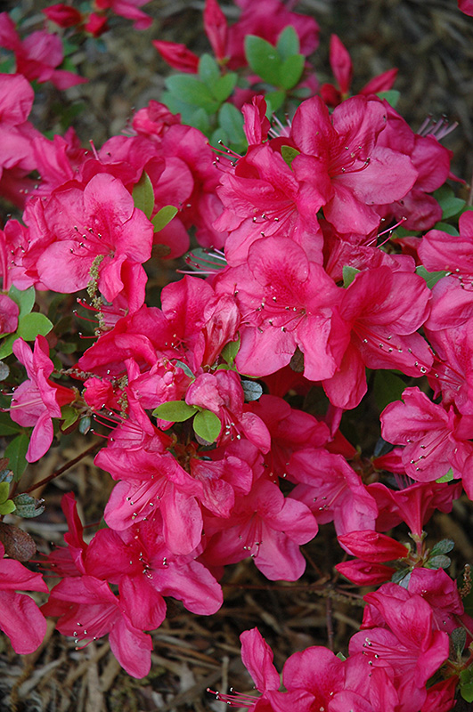 Mother's Day Azalea (Rhododendron 'Mother's Day') at Stauffers Of Kissel Hill