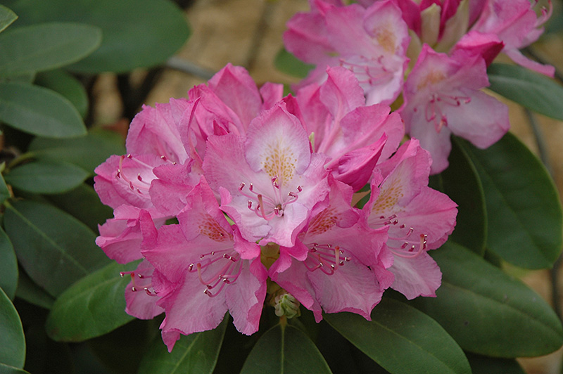 English Roseum Rhododendron (Rhododendron catawbiense 'English Roseum') at Stauffers Of Kissel Hill