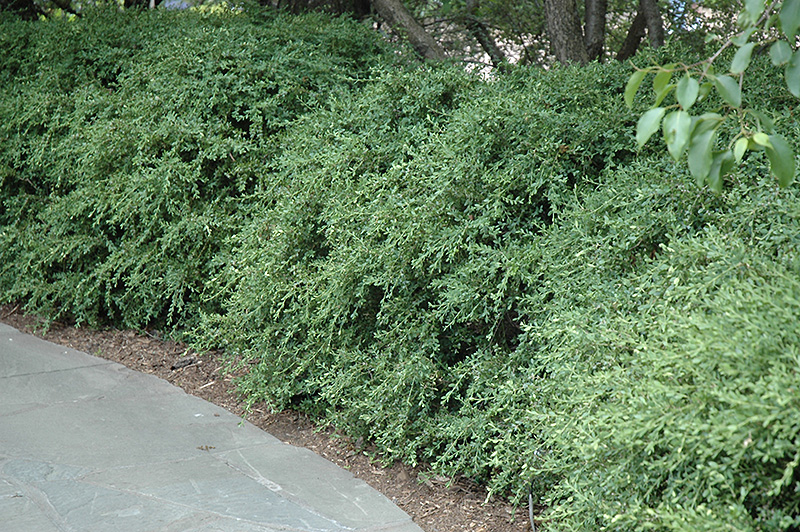 Wintergreen Boxwood (Buxus microphylla 'Wintergreen') at Stauffers Of Kissel Hill