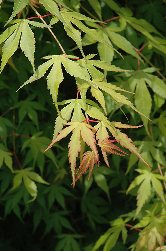 Katsura Japanese Maple (Acer palmatum 'Katsura') at Stauffers Of Kissel Hill