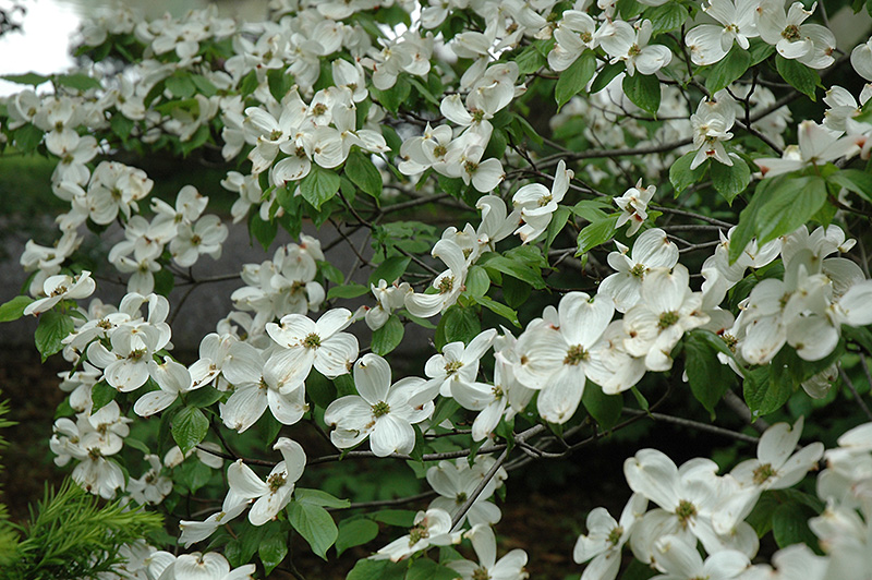 Cherokee Princess Flowering Dogwood (Cornus florida 'Cherokee Princess') at Stauffers Of Kissel Hill