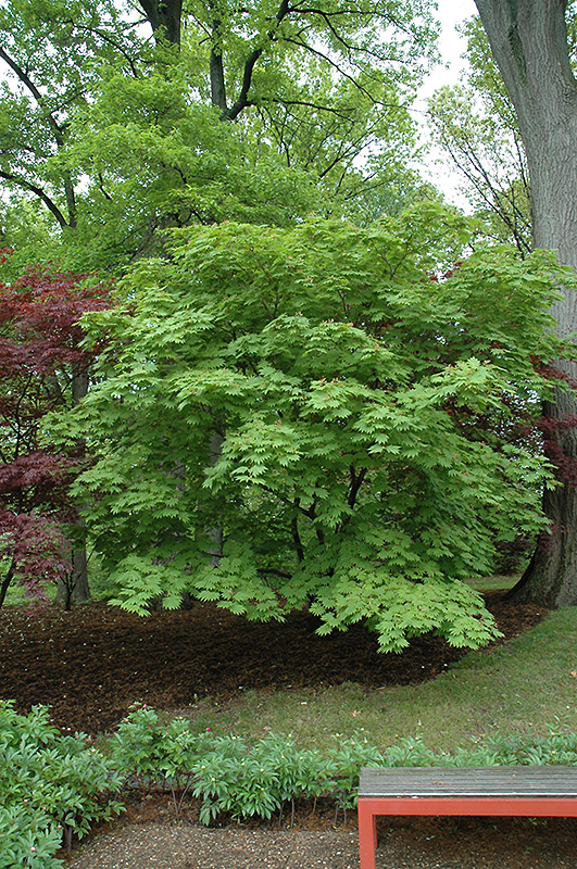 Cutleaf Fullmoon Maple (Acer japonicum 'Aconitifolium') at Stauffers Of Kissel Hill